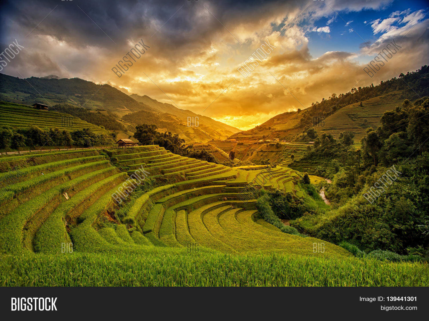 rice fields prepare for transplant at northwest vietnam