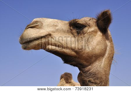 arabian camel (camelus dromedarius)