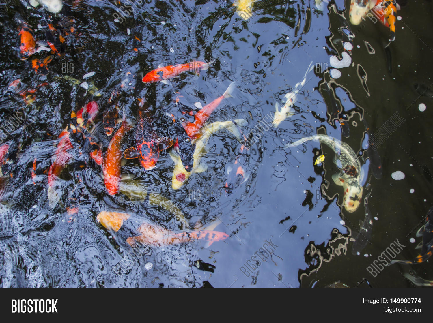 koi fish swimming in the pond, colorful koi fish in the pond