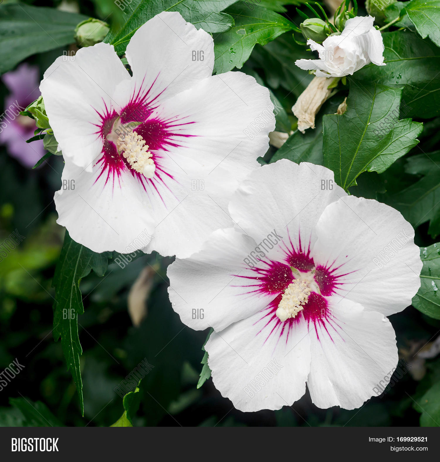 white hibiscus rosa-chinensis bush flower close up