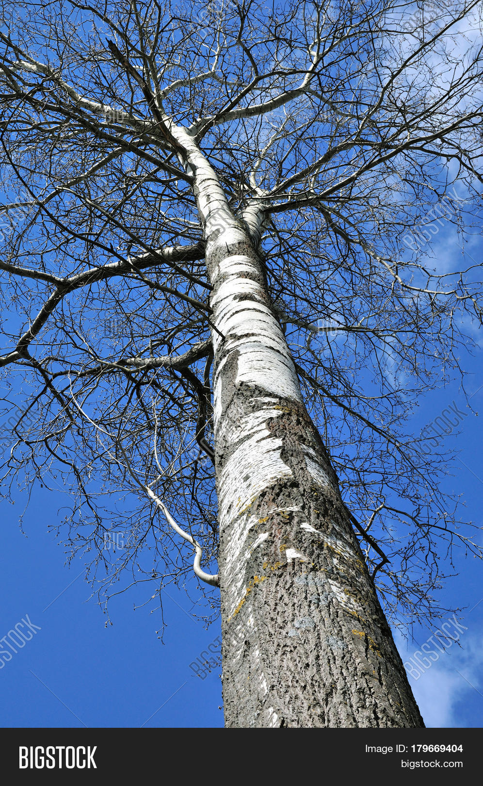 the trunk of a tree is poplar (aspen).