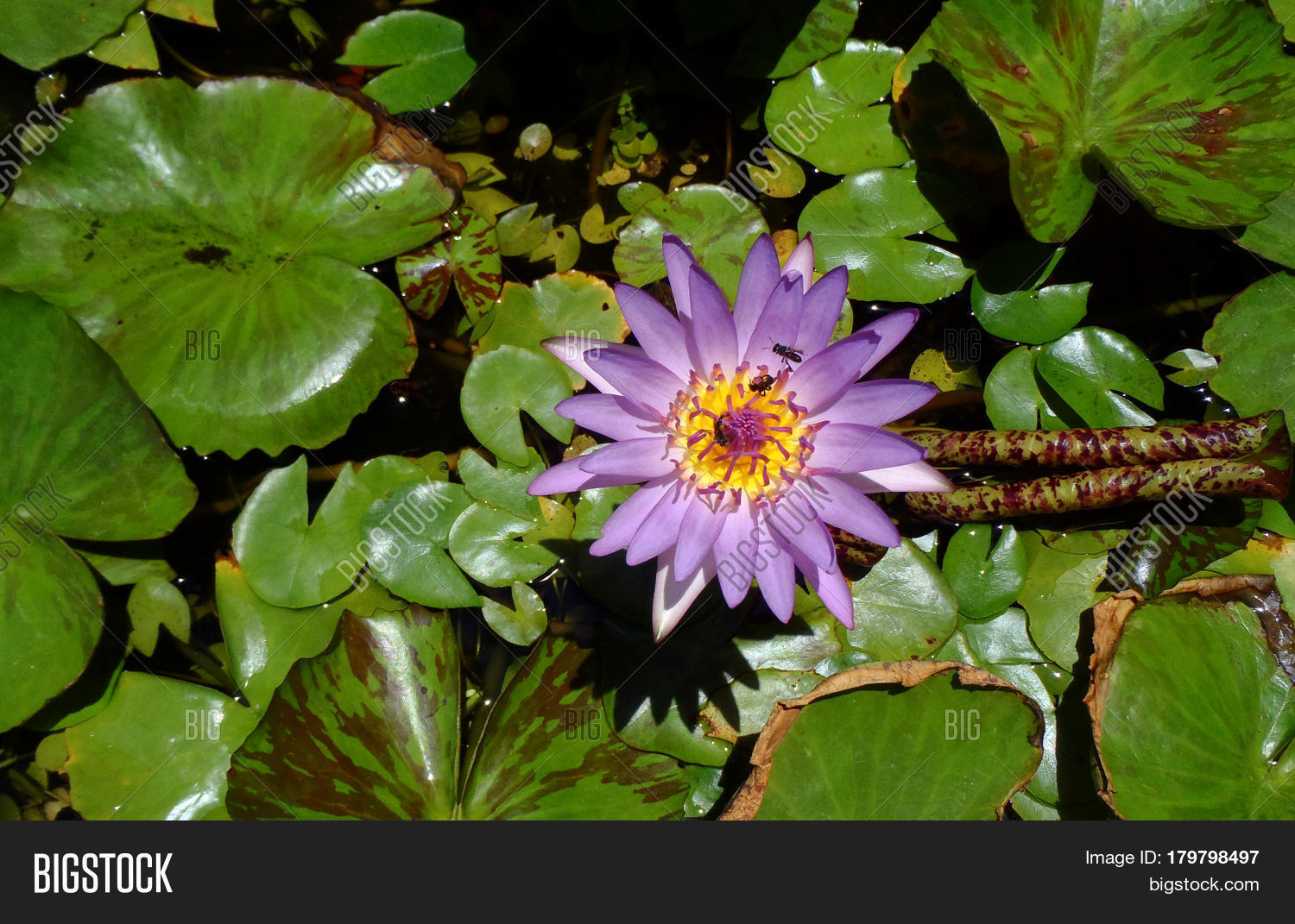 beautiful pink lotus water plant with insects