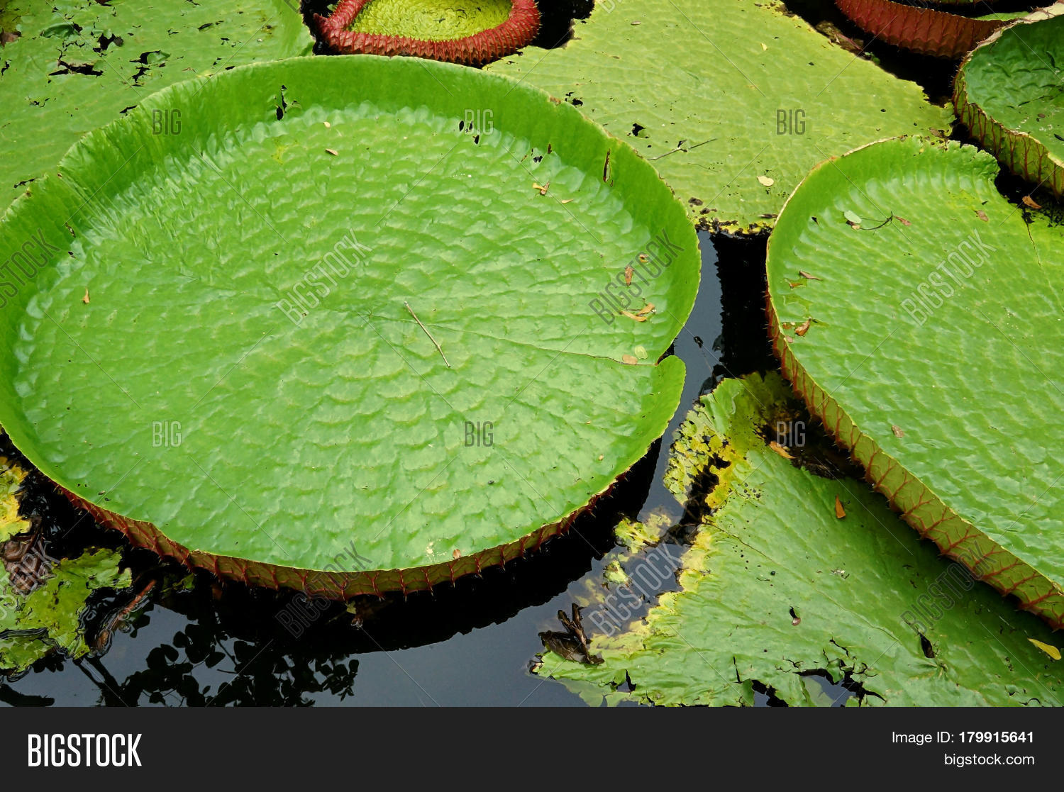 water lilly pond nature giant exotic green