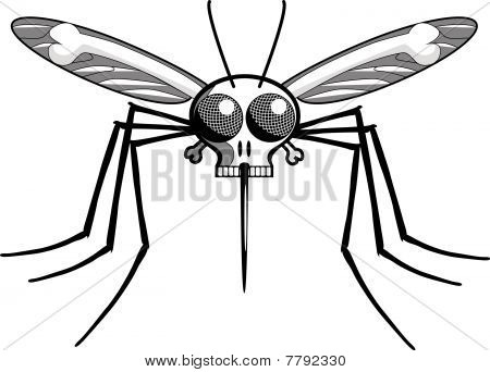 Deaths Head Mosquito : Bigstock
