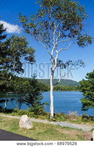 lightbox 保存取消 &nbsp; 保存 下载预览 a lone white birch tree